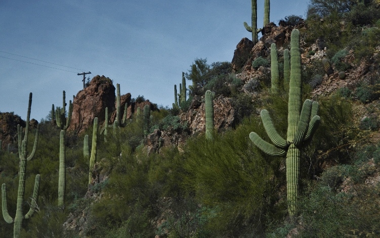 cactus patch